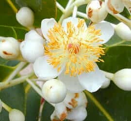 Aceite de Tamanú