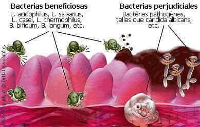 bacterias intestinales