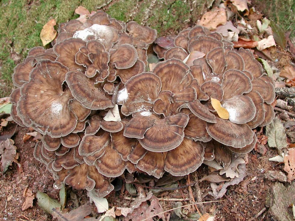 grifonia frondosa