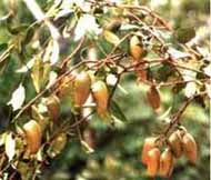 grifonia simplicifolia