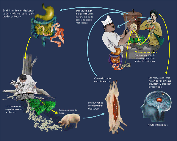 origen de las infecciones viricas