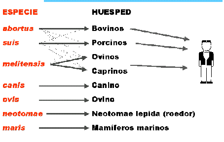 infeccion por Brucela