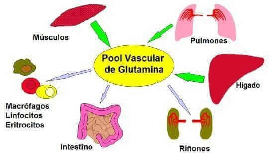 acciones de la glutamina