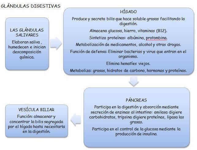 la digestion