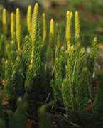 lycopodium_clavatum