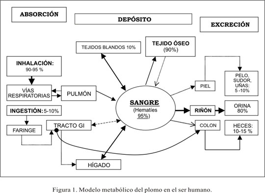 metabolismo-del-plomo