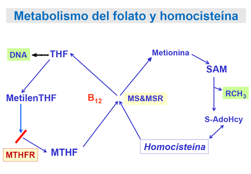 Analiza de decodare pentru genele MTHFR, MTRR, MTR