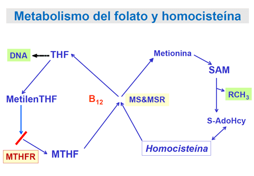 metilfolato