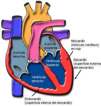 miocardio