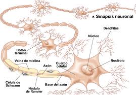 neurona