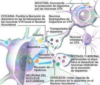 sinapsis neuronal