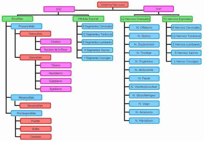 neurotransmisores