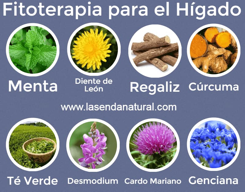 plantas para el hígado