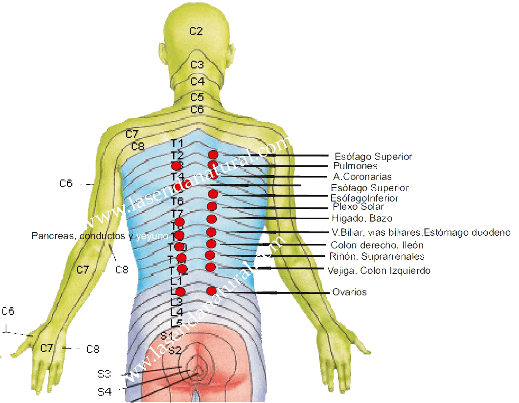 dermalgias posteriores