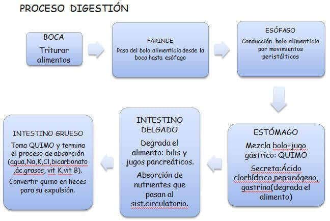 proceso digestivo