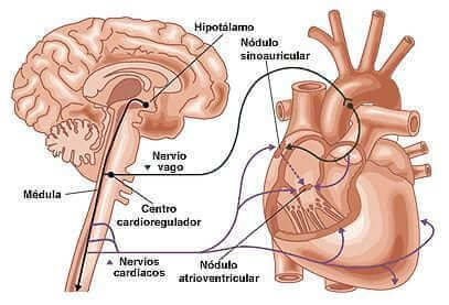 regulacion del corazón