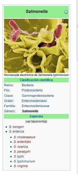 salmonella-
