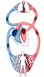 circulación coronaria
