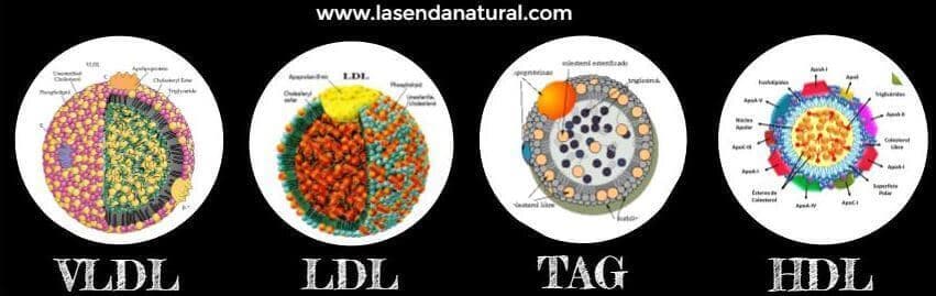 tipos de colesterol