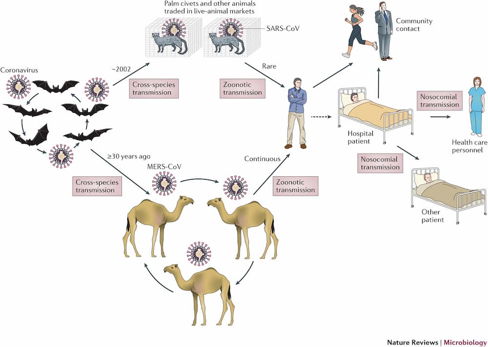 ansmision-zoonotica-de-los-coronavirus