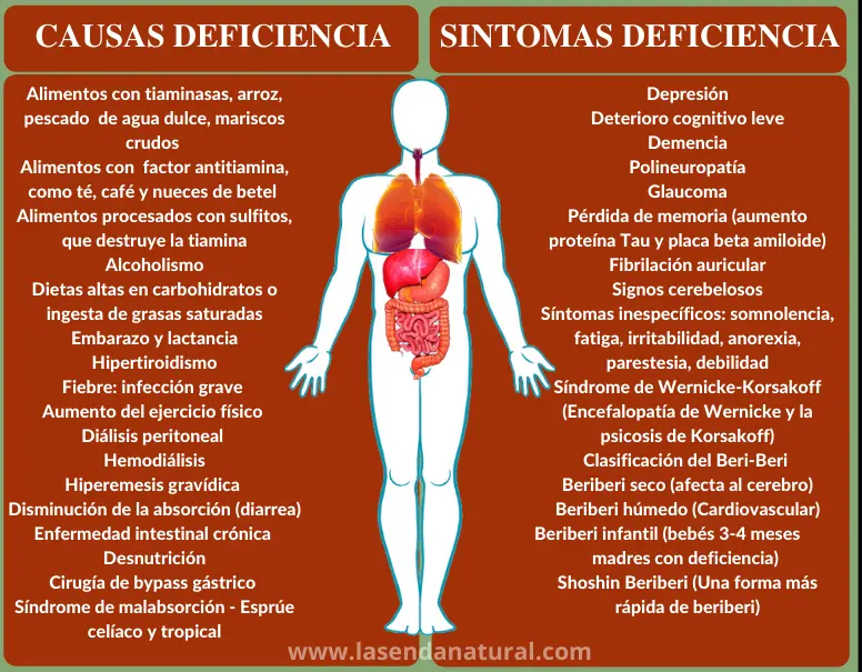 Causas déficit de Tiamina