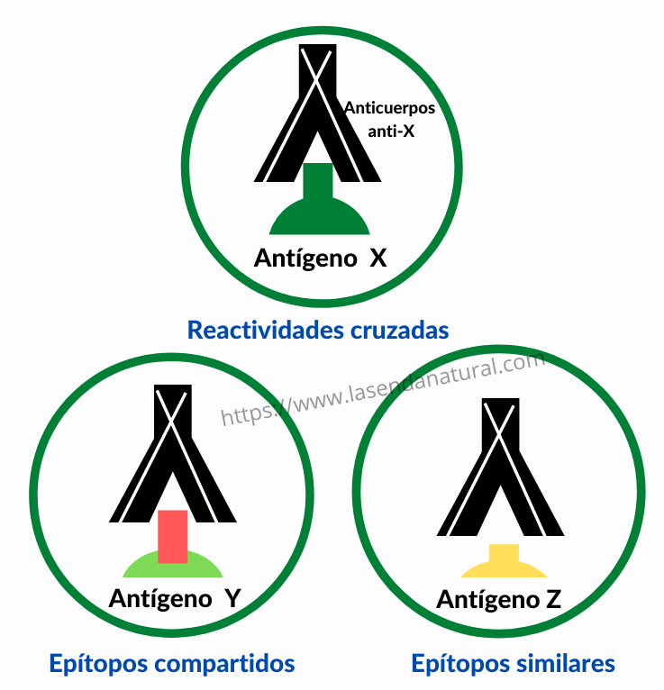 Reacciones cruzadas entre alimentos