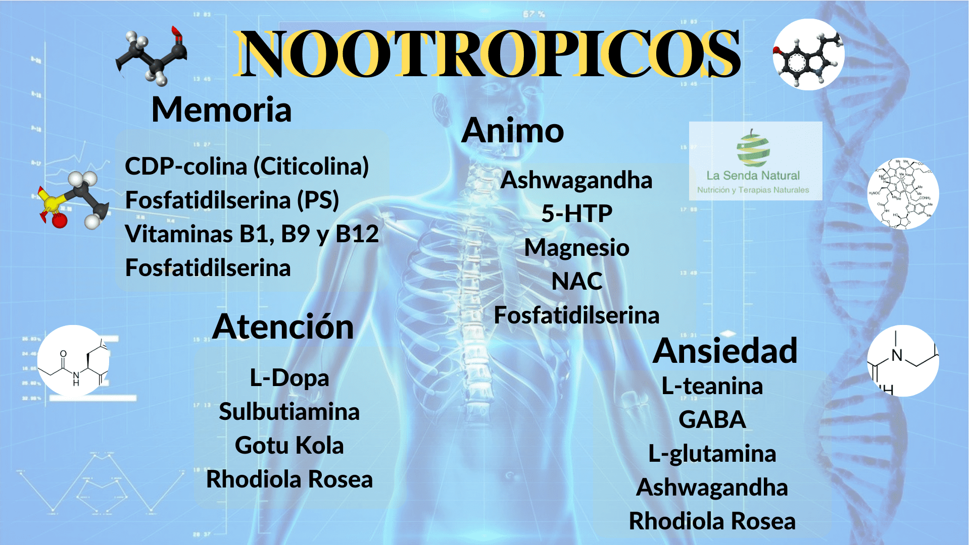 Funciones de los Nootrópicos