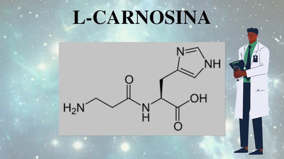 L-Carnosina nootrópico