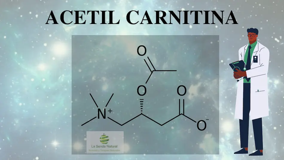 que es la N-acetil-carnitina