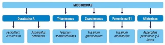 Micotoxinas