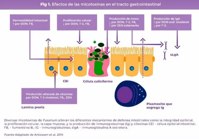 micotoxinas y daño intestinal