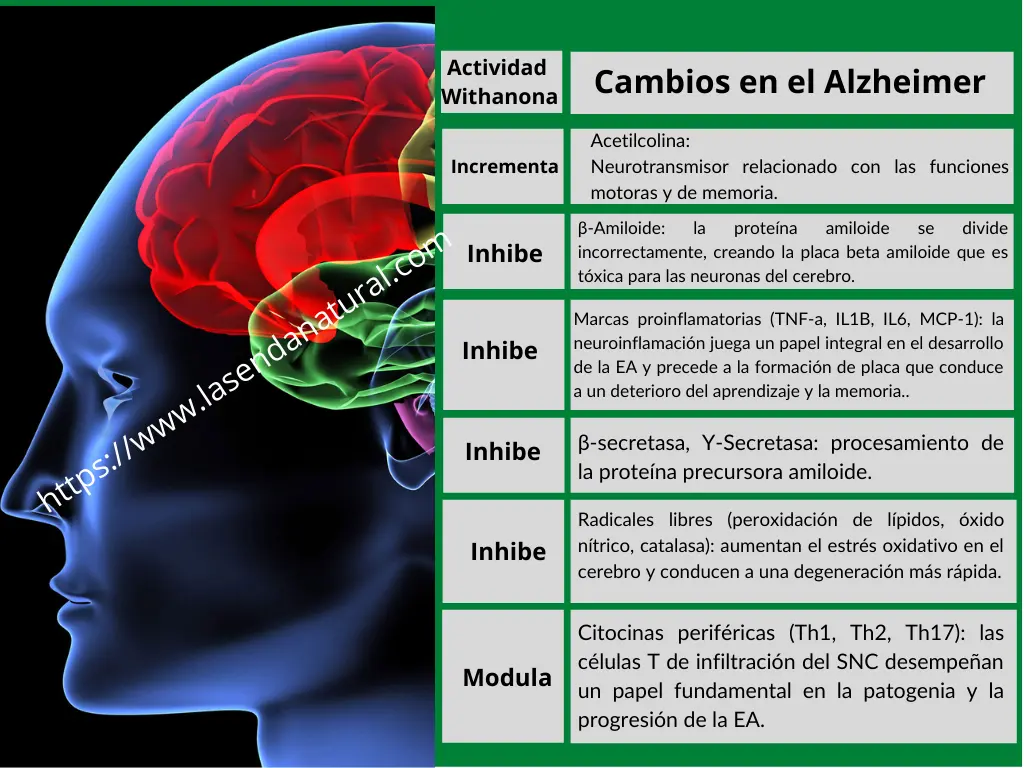 Ashwagandha Y Alzheimer