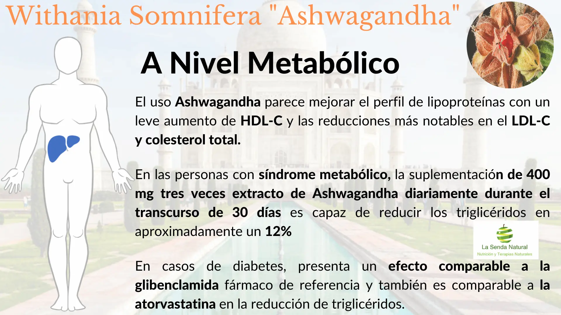 Ashwagandha efectos a nivel metabólico