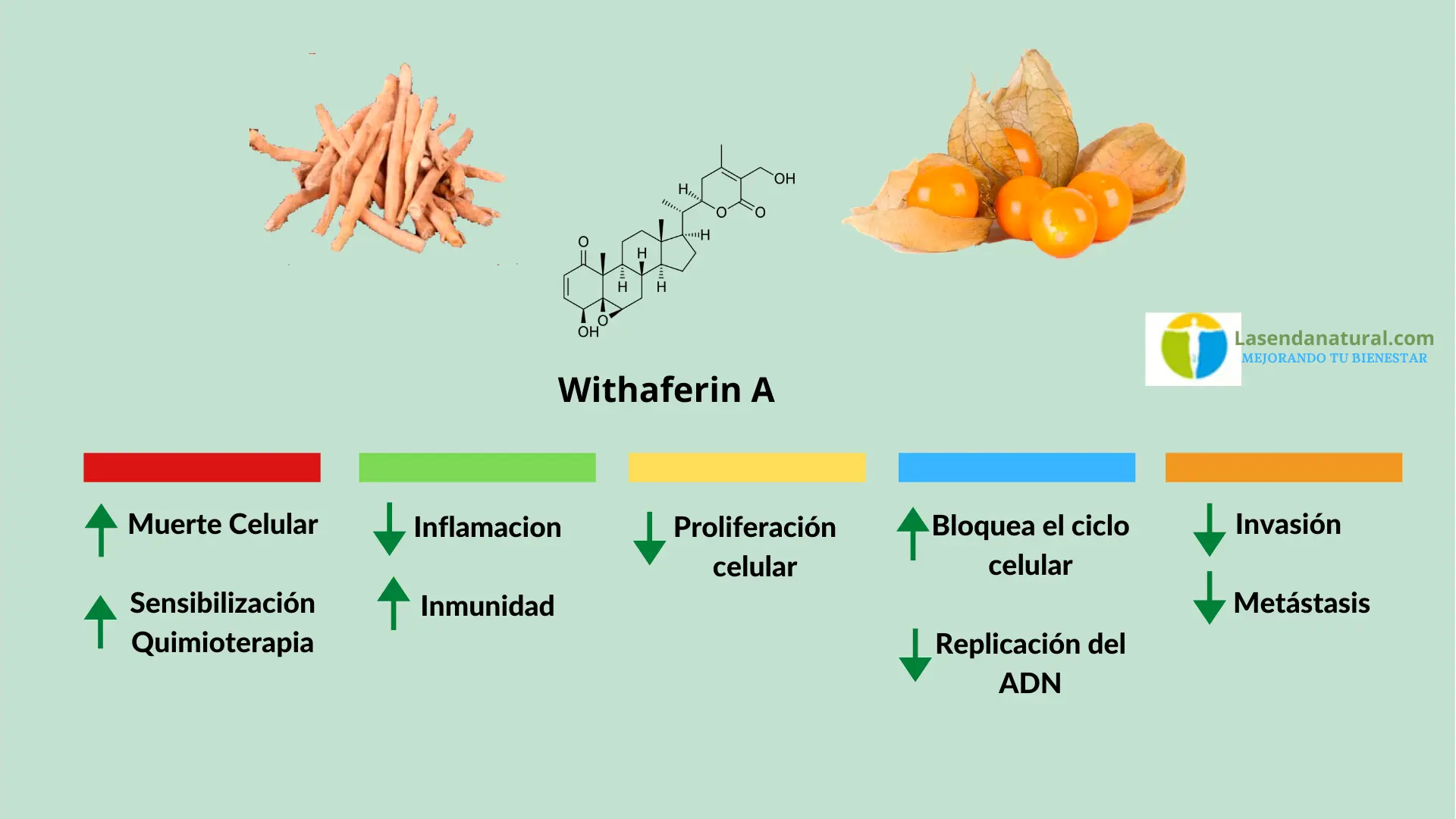 Ashwagandha y cerebro