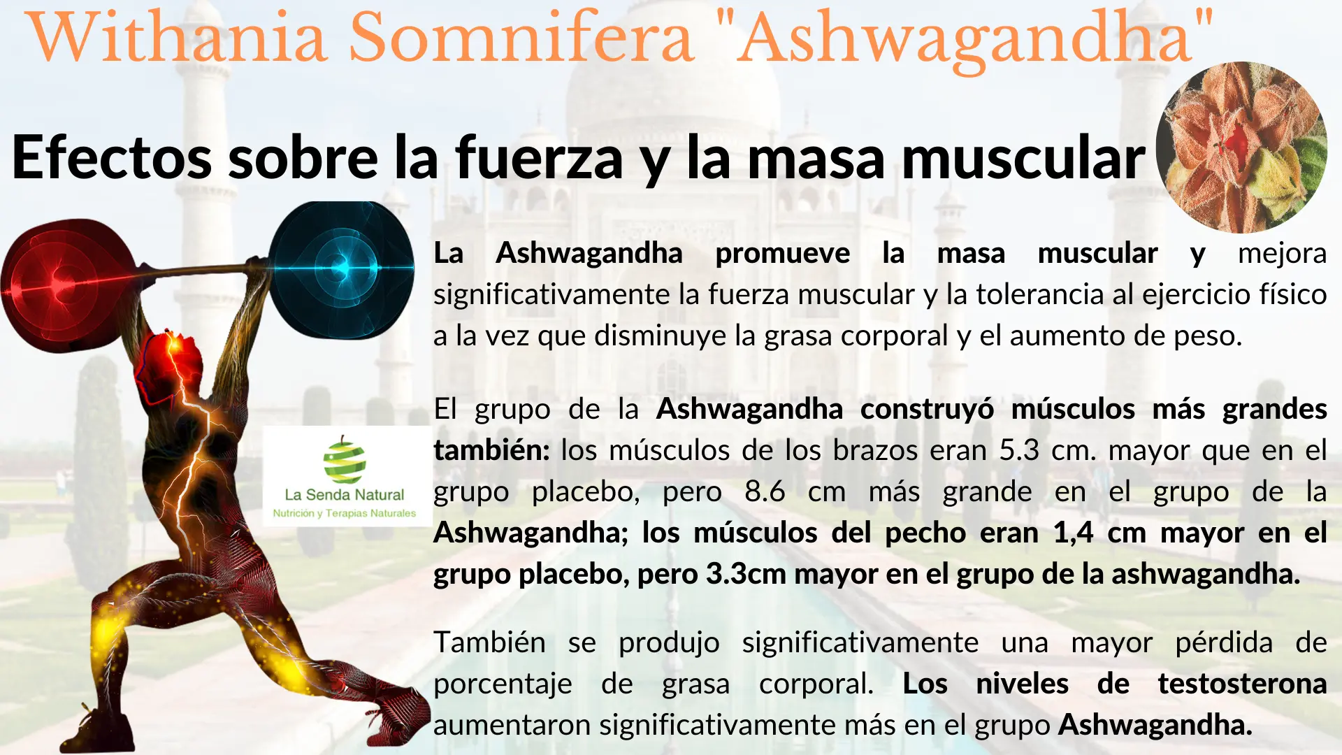 Ashwagandha y efectos sobre la fuerza muscular