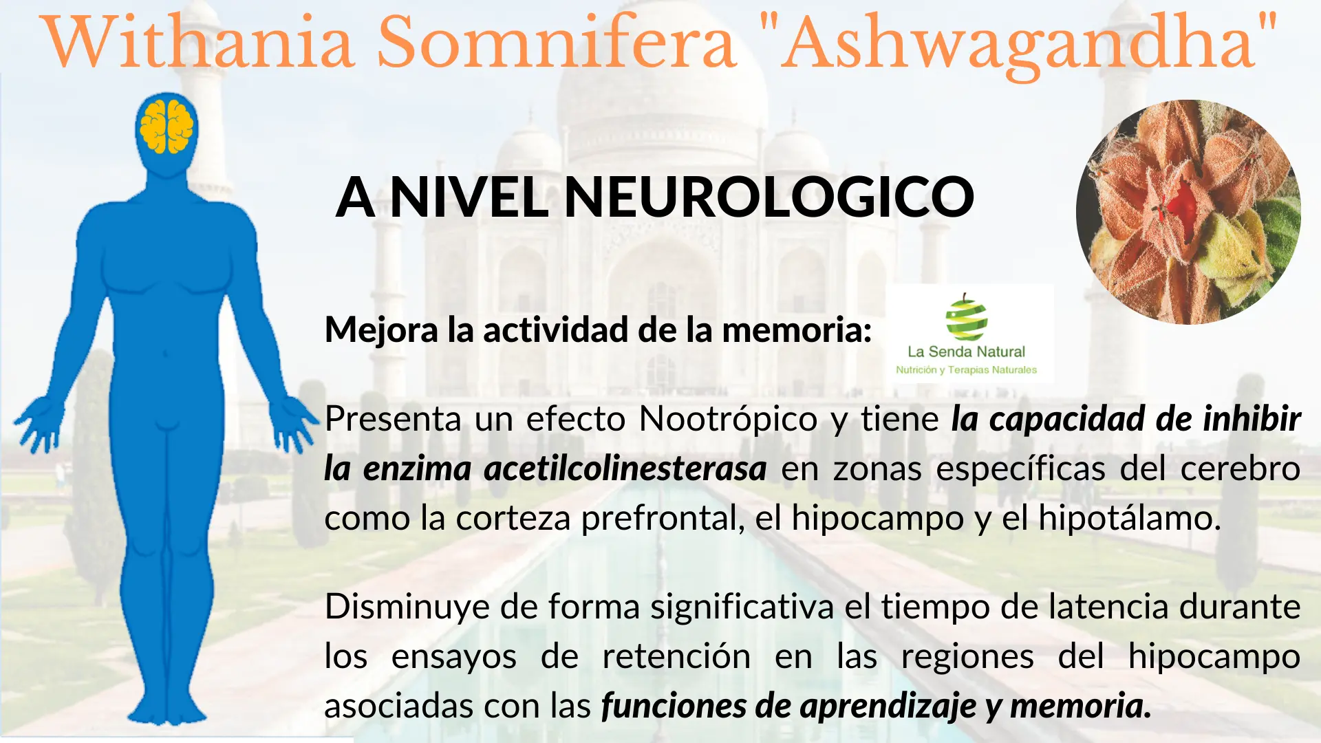 Ashwagandha y función neurológica