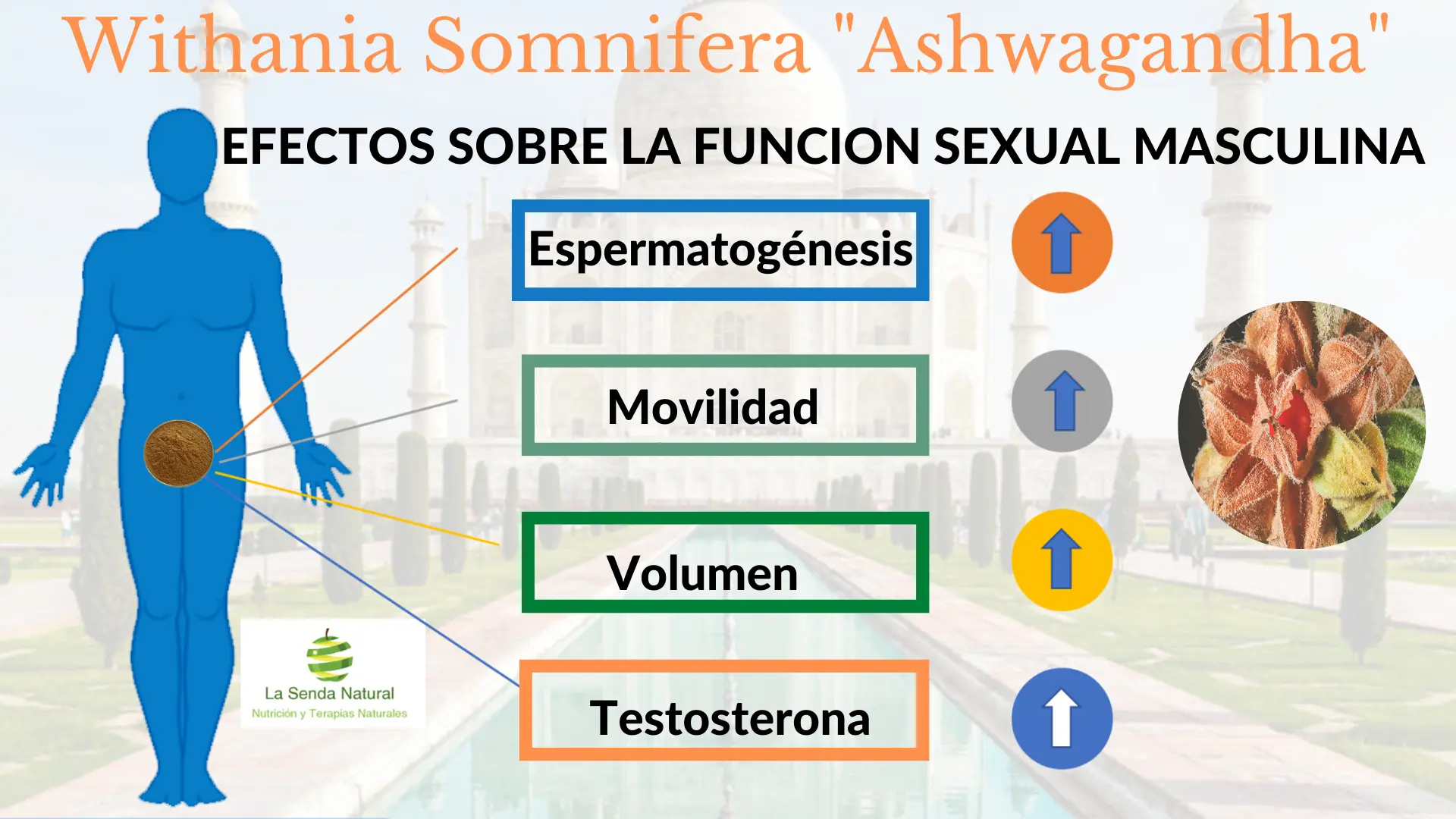 Ashwagandha y función sexual masculina