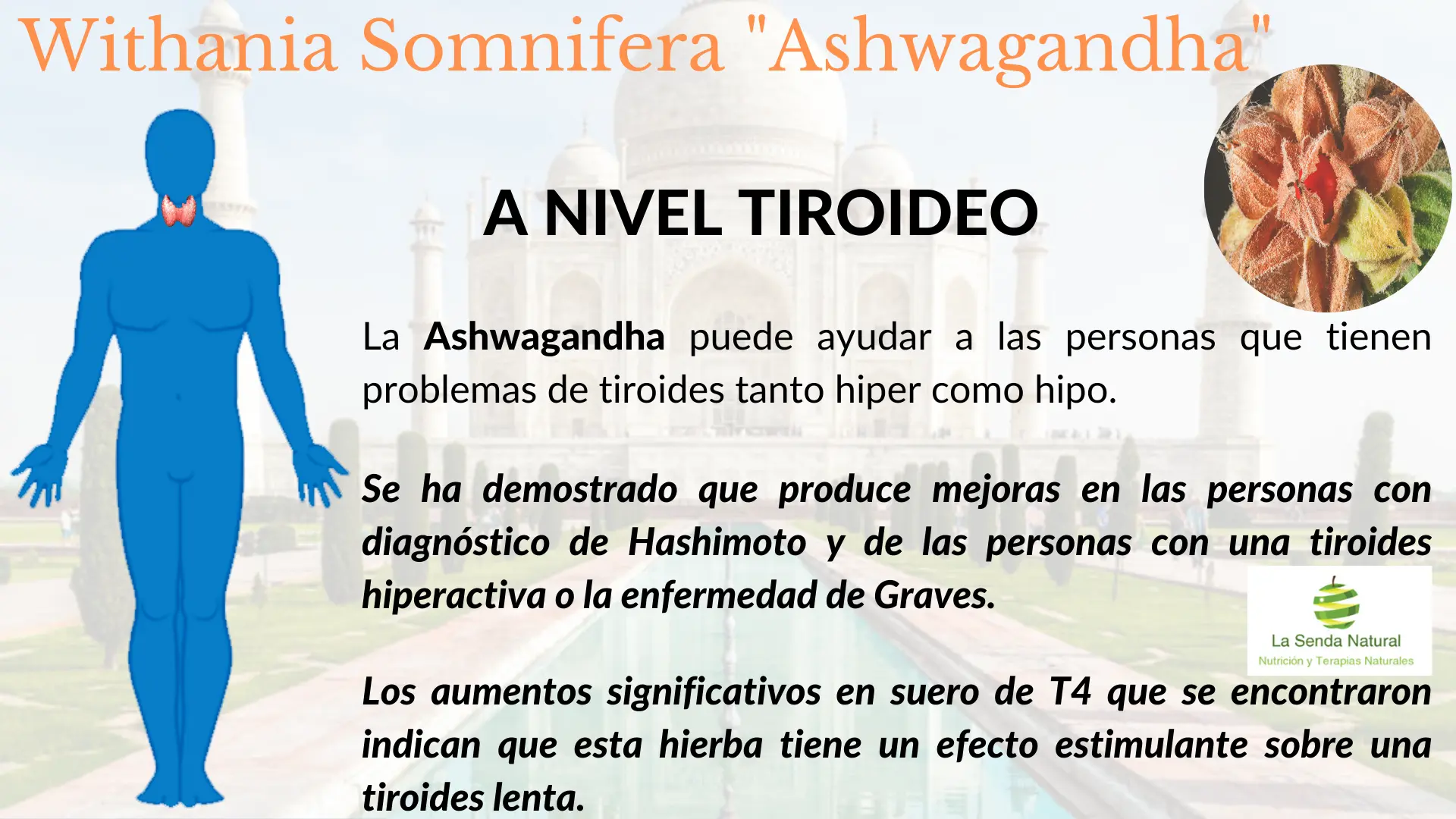 Ashwagandha y función tiroidea