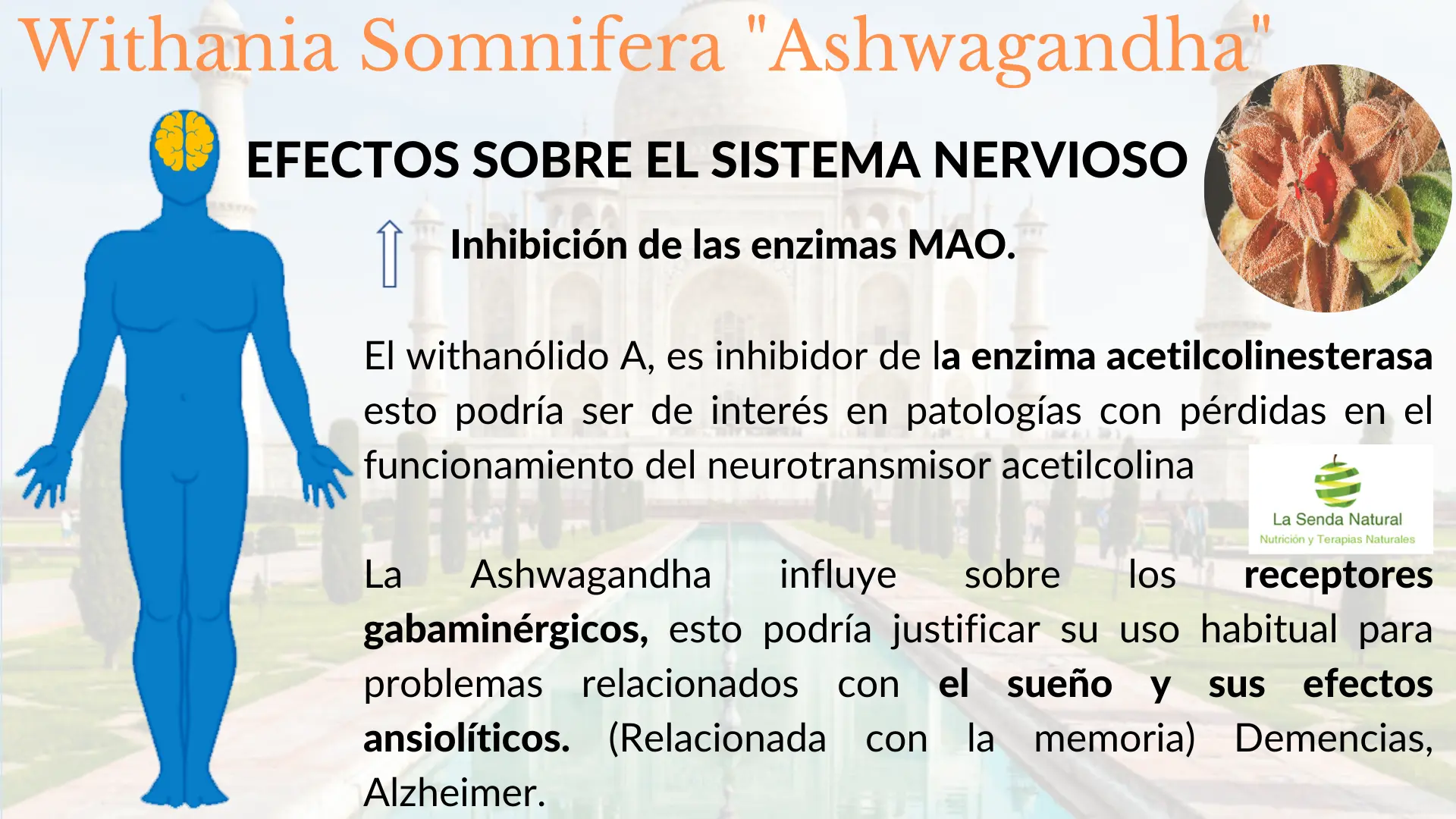 Ashwagandha y sistema nervioso