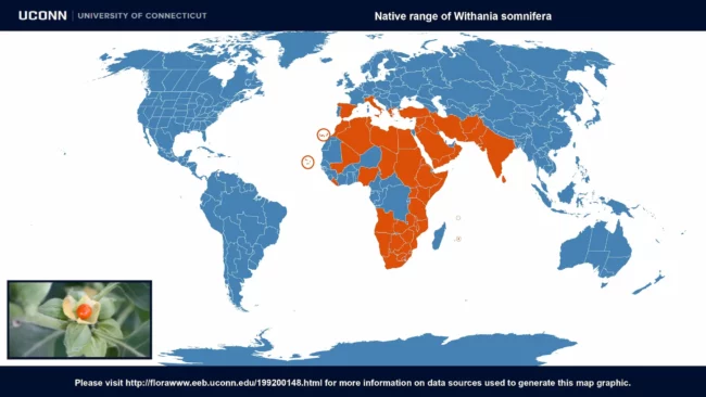 Distribución de la Ashwagandha