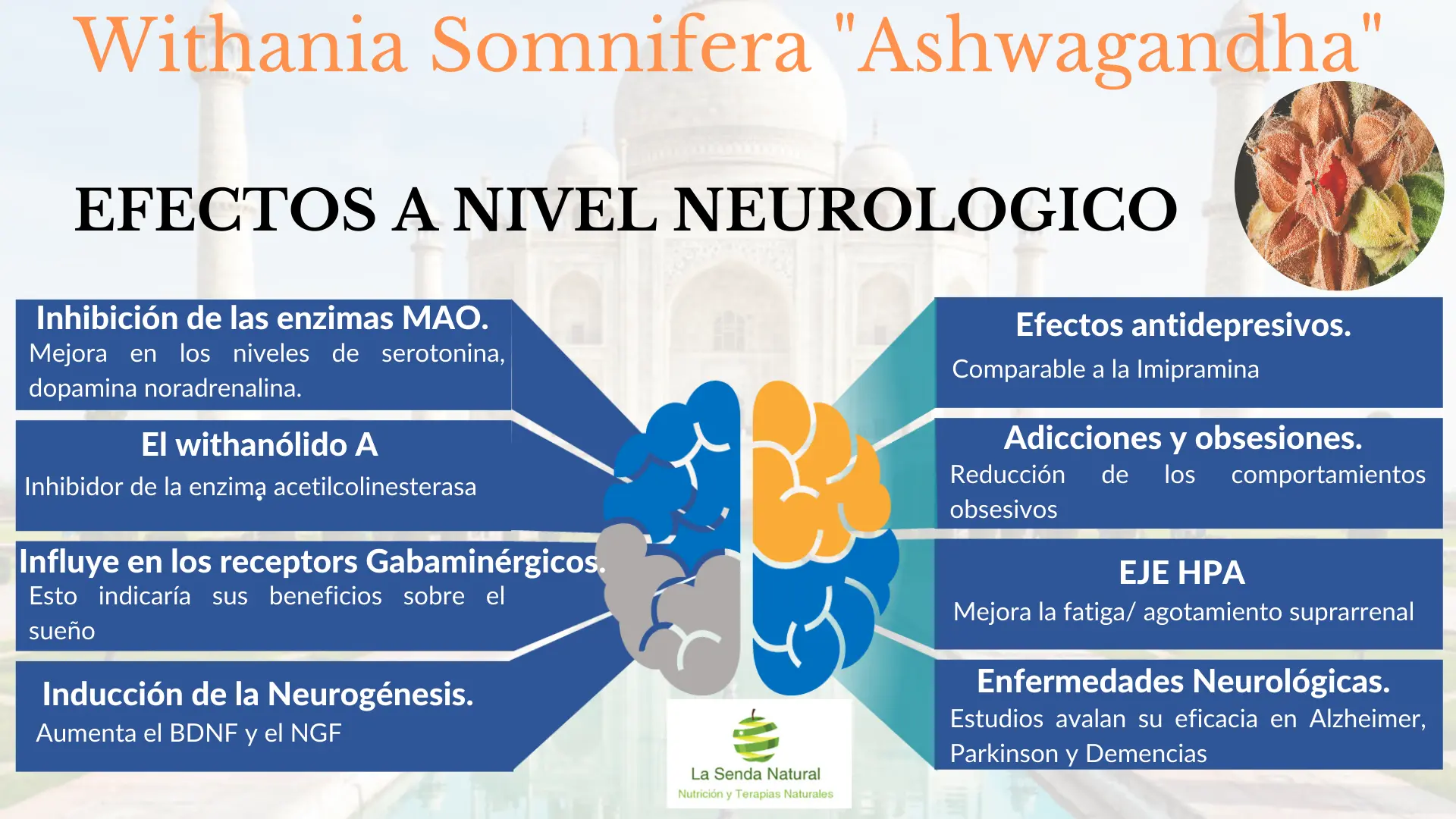 Efectos neurológicos de la Ashwagandha