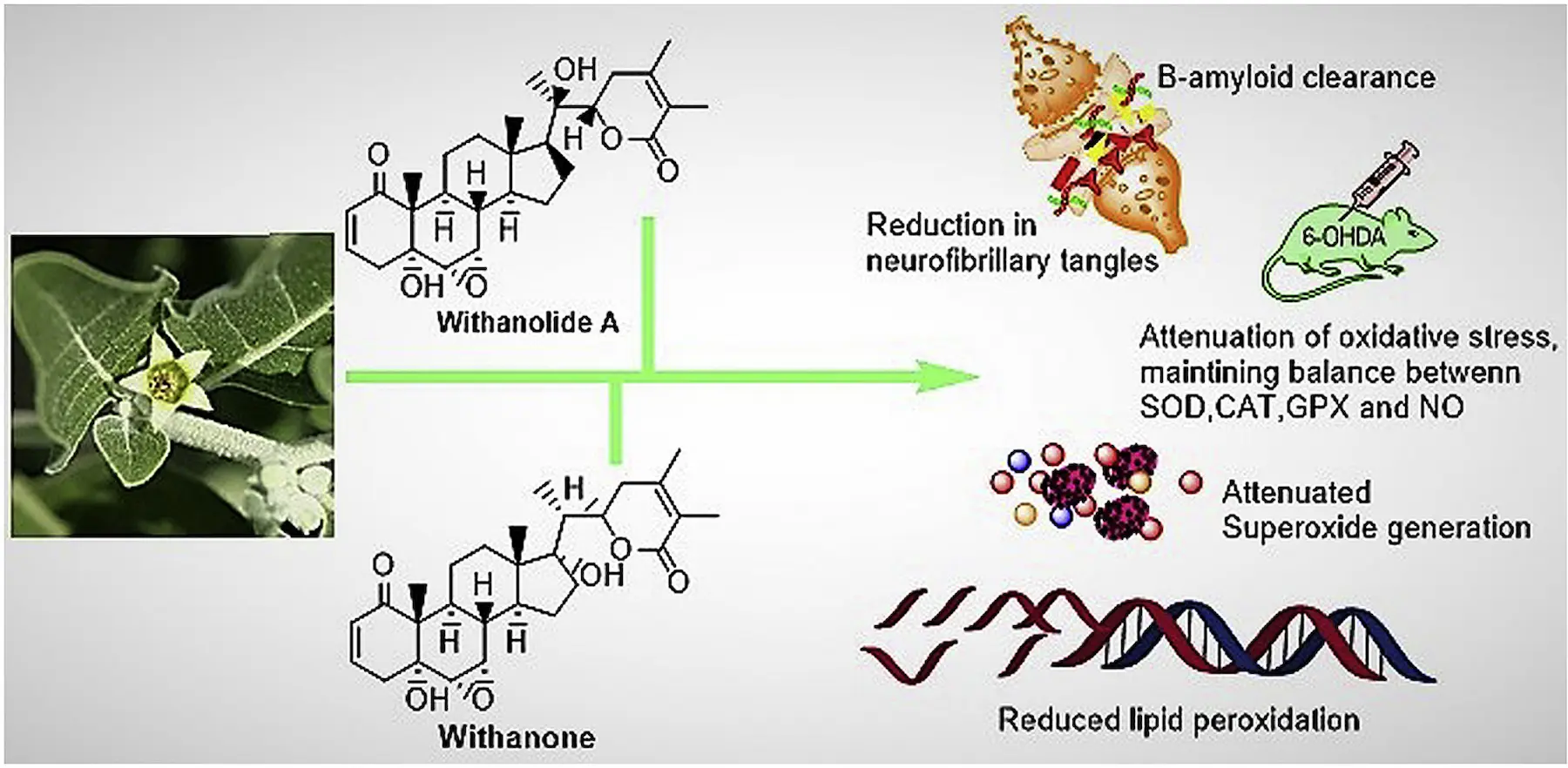 ashwagandha reduce la placa beta amiloide