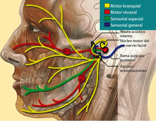 7ª nervio facial