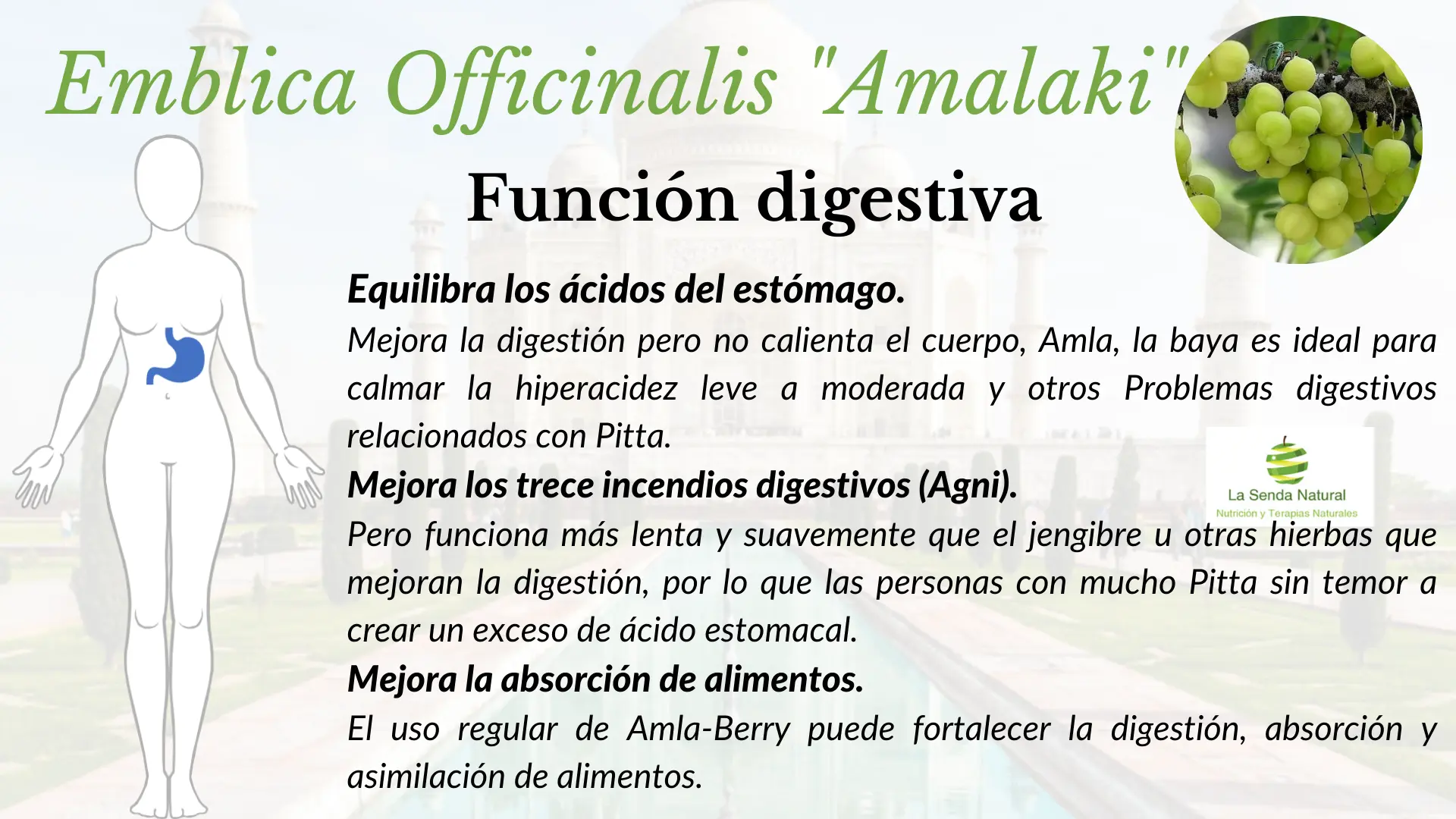 Amalaki y función digestiva