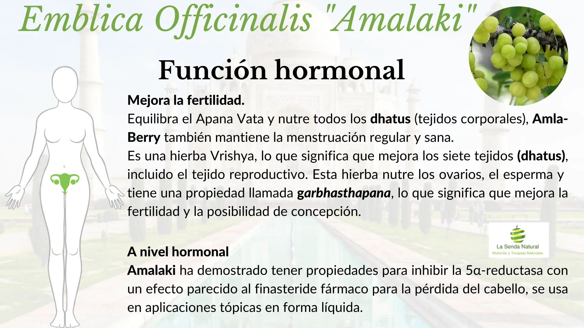 Amalaki y función hormonal