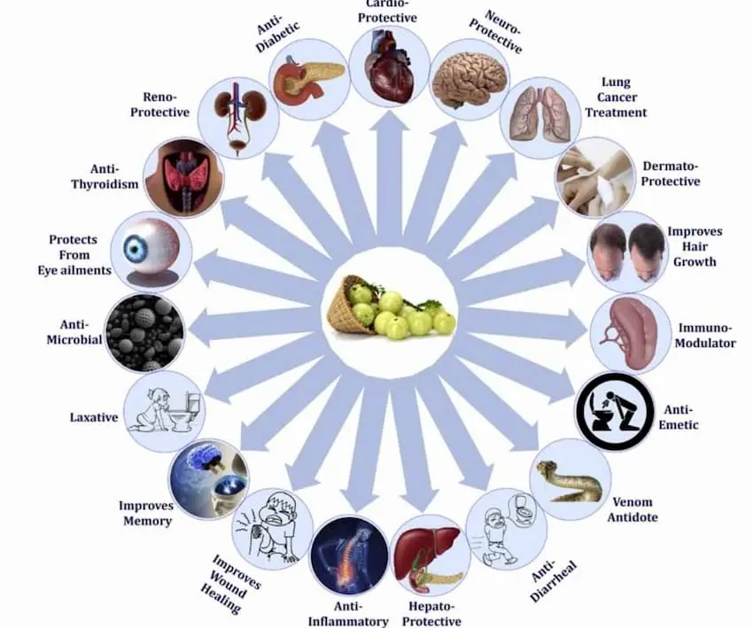 Efectos del Amalaki-Amla