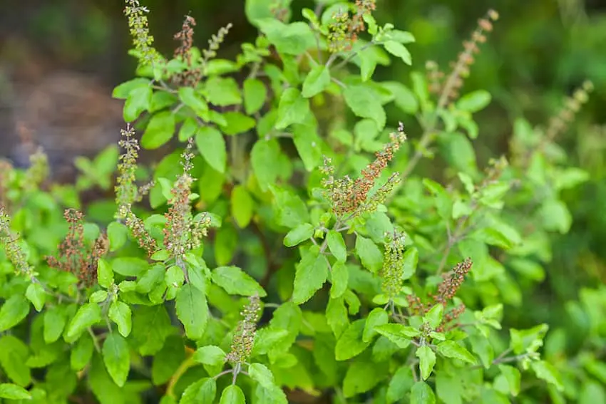 albahaca santa