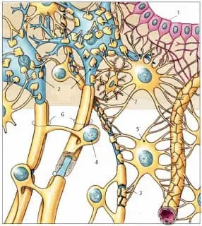 tejido nervioso Sal nº 7 Magnesia phosphorica