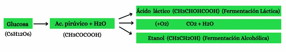 Fermentación