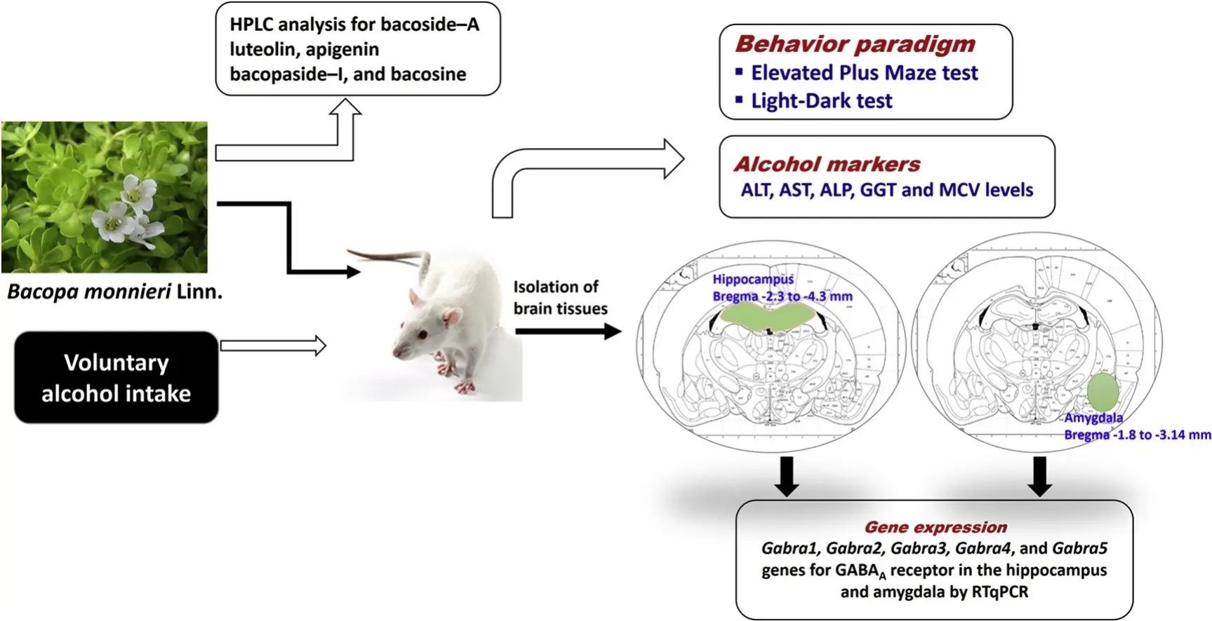 Bacopa y abstinencia por el alcohol